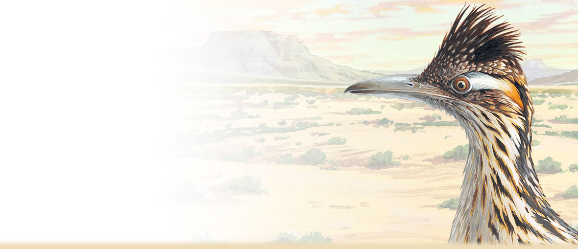 1180x509 Roadrunner Facts, Photos, And Information - Roadrunner Painting