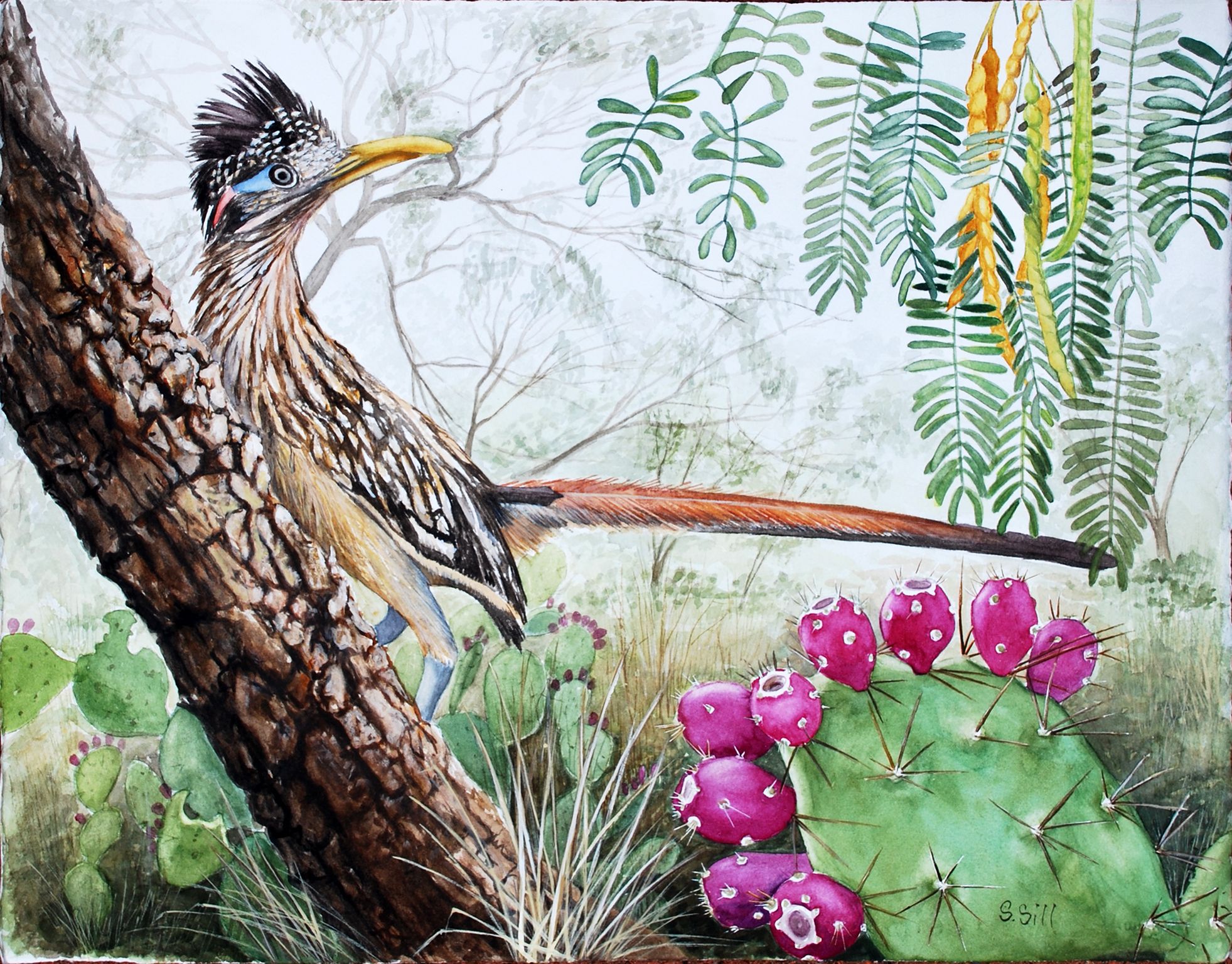 1963x1536 Roadrunner In South Texas Mesquite Brush, Watercolor Painting By - Roadrunner Painting