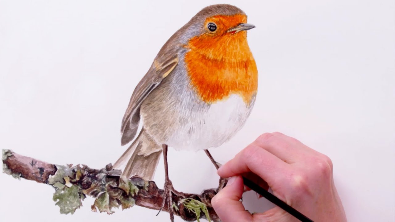 1280x720 How To Paint Detailed Feathers On A Robin Bird - Robin Bird Painting