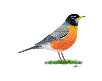 340x270 Red Robin Artwork Etsy - Robin Bird Painting
