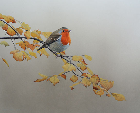 545x439 Robin Bird Painting, Bird Art By Chris Lodge - Robin Bird Painting
