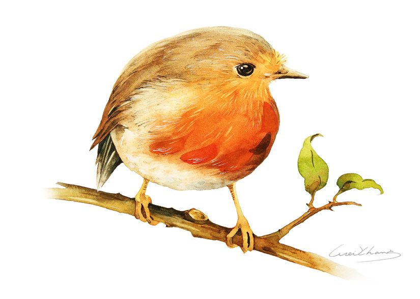 825x588 Watercolor Painting Little Robin Bird Painting By Blackteacafe - Robin Bird Painting