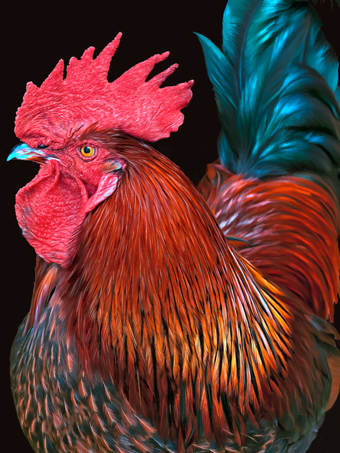 675x900 Rooster Painting This Is A Painting I Did In Photoshop - Rooster Painting