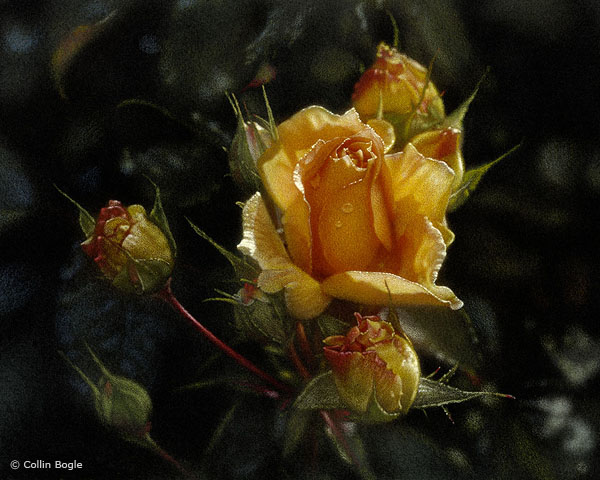 600x480 Rose Paintings, Rose Art Prints, White Rose Artwork Artist - Rose Art Painting