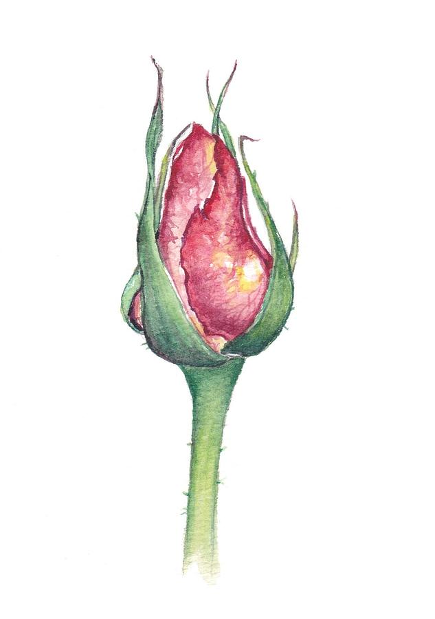 633x900 Rose Bud Painting By Heidi Kriel - Rose Bud Painting