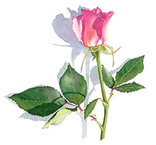 220x204 Watercolor Projects - Rose Bud Painting