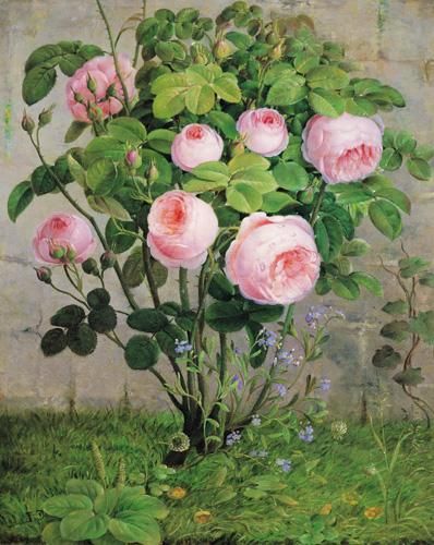 398x500 The Rose Bush Victorian Watercolour Painting By The Artist - Rose Bush Painting