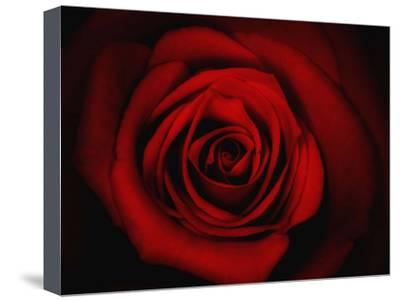 Rose Canvas Painting at PaintingValley.com | Explore collection of Rose ...