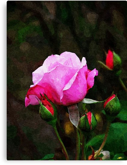 422x550 Pink Rose Oil Painting Canvas Prints By D R Moore Redbubble - Rose Oil Painting