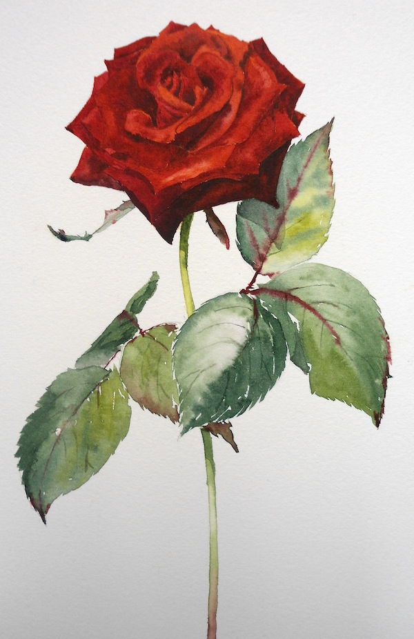 600x926 Sp - Rose Painting