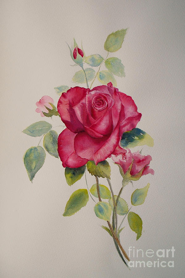 599x900 Red Rose Painting By Beatrice Cloake - Rose Painting Images