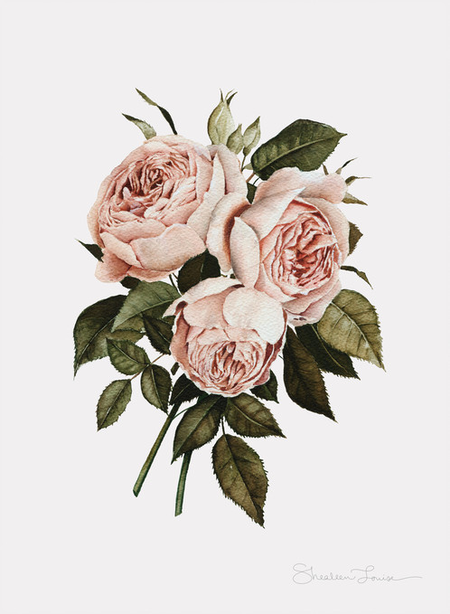 498x679 Three English Roses - Rose Watercolor Painting