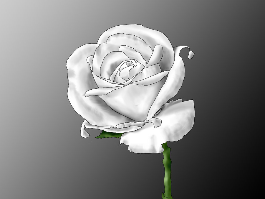 900x675 Painted White Rose By Ayumu Michi - Rose White Painting