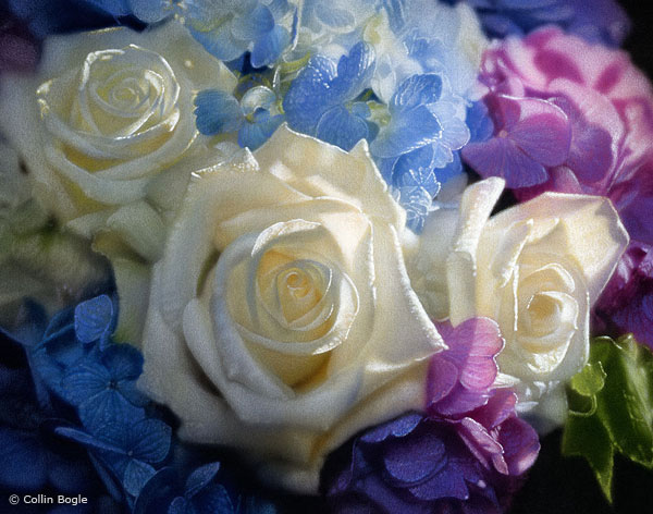 600x472 Rose Paintings, Rose Art Prints, White Rose Artwork Artist - Rose White Painting