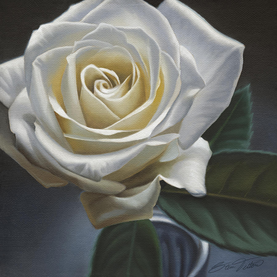 900x900 Single White Rose Painting By Steven Tetlow - Rose White Painting
