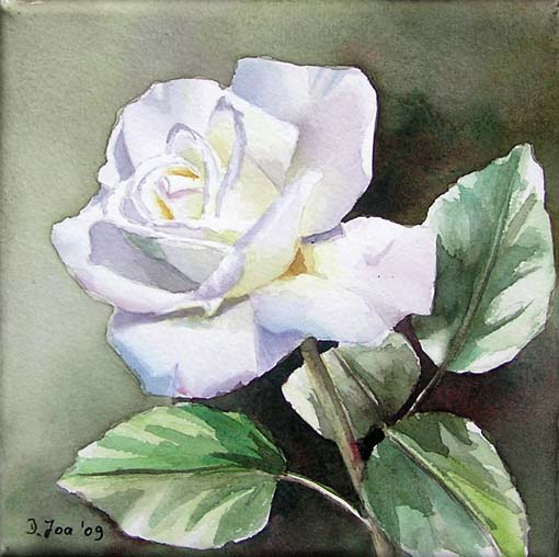 510x508 Small Painting Of A White Rose - Rose White Painting