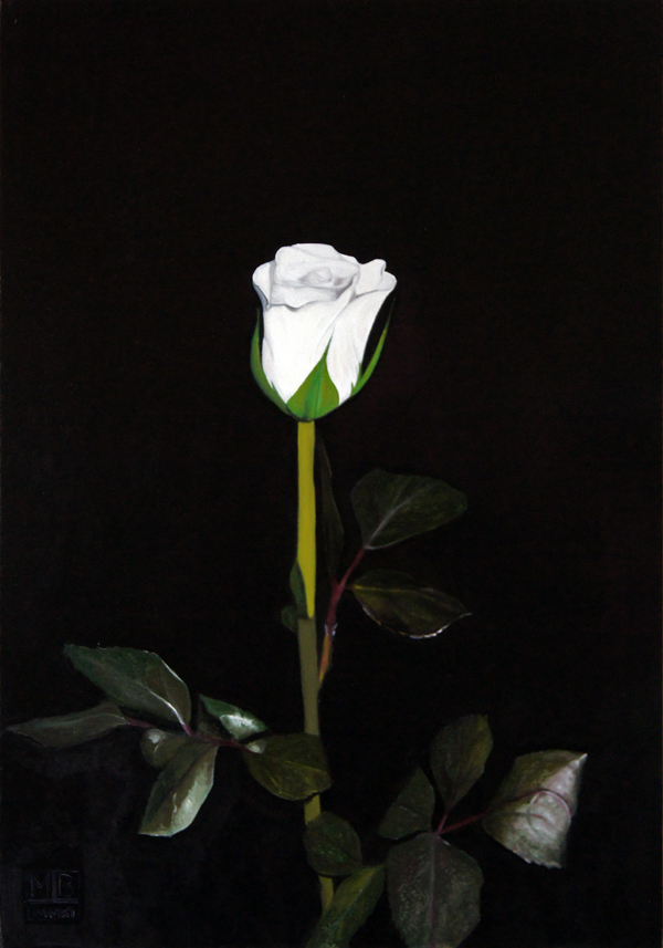 600x857 White Rose An Original Oil Painting By Matthew Bates - Rose White Painting