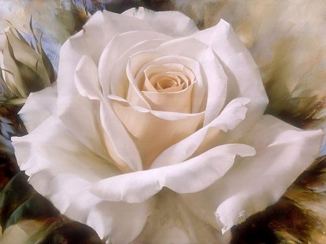 640x480 White Rose By Igor Levashov - Rose White Painting