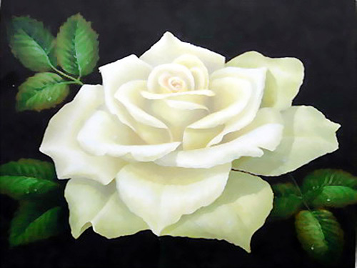500x375 White Rose - Rose White Painting