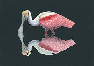 300x213 Roseate Spoonbill Painting By Nathan Marcy - Roseate Spoonbill Painting
