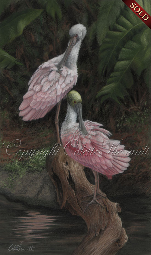 500x846 Roseate Spoonbill Painting In Pastel Bird And Wildlife Art - Roseate Spoonbill Painting