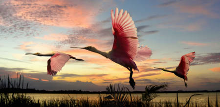 450x220 Stunning Roseate Spoonbill Artwork For Sale On Fine Art Prints - Roseate Spoonbill Painting