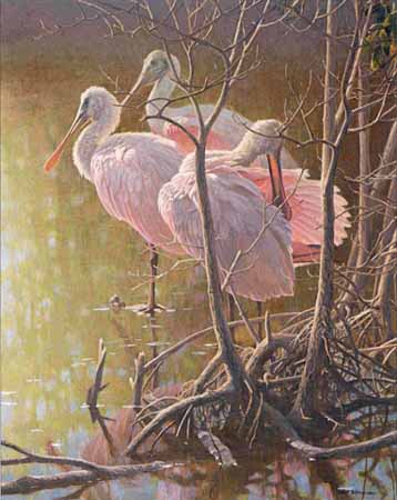 358x450 Wildlife Art Prints Plus Original Paintings With A Wide Selection - Roseate Spoonbill Painting