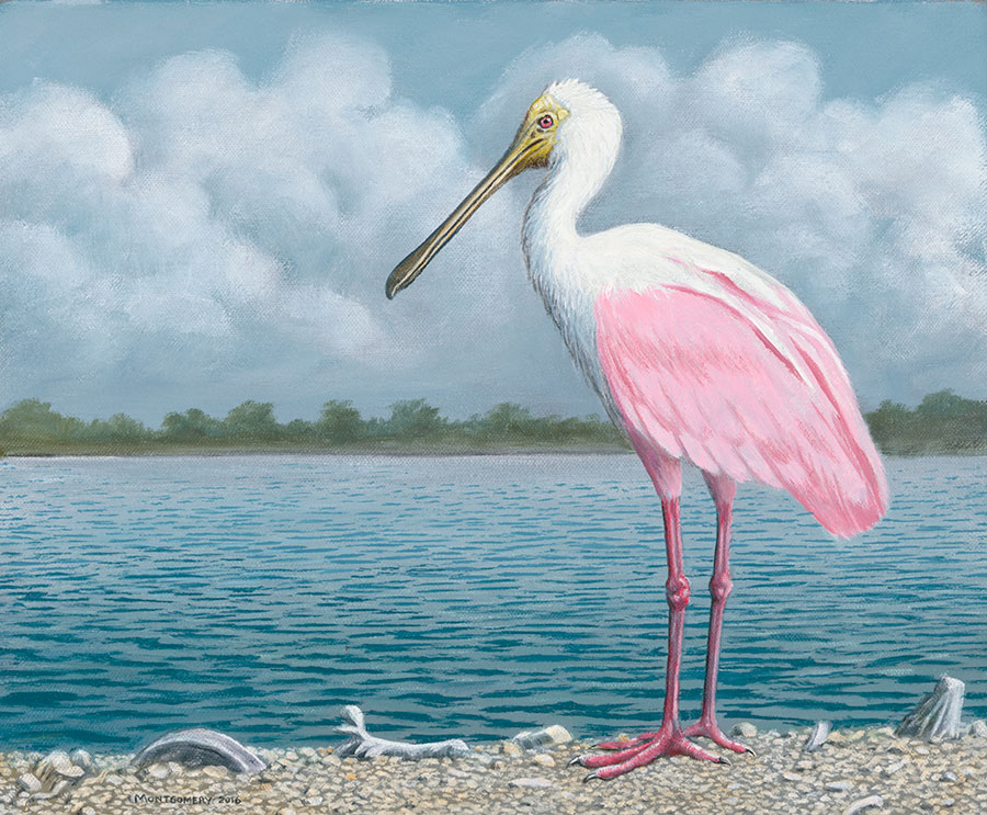 900x743 William B. Montgomery - Roseate Spoonbill Painting