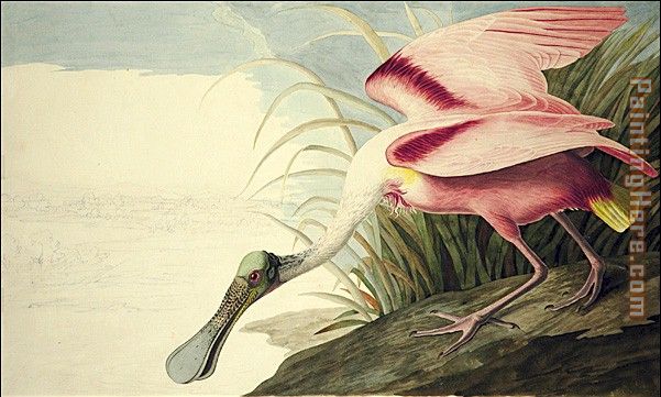 601x361 John James Audubon Roseate Spoonbill Painting Anysize 50% Off - Roseate Spoonbill Painting