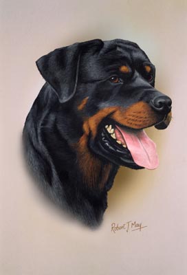 272x400 Rottweiler Head Study Print Rmdh122 - Rottweiler Painting
