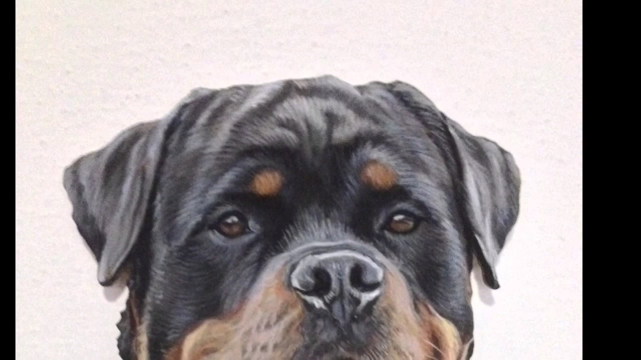 1280x720 Rottweiler Painting - Rottweiler Painting
