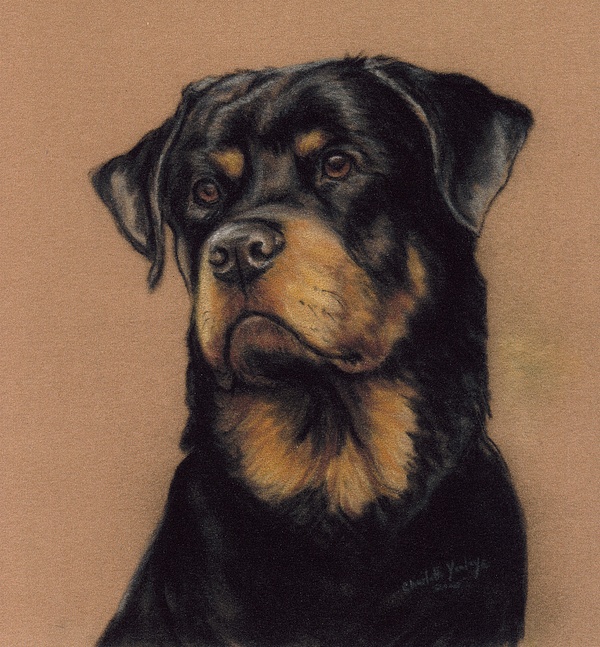 600x647 Rottweiler Painting By Charlotte Yealey - Rottweiler Painting