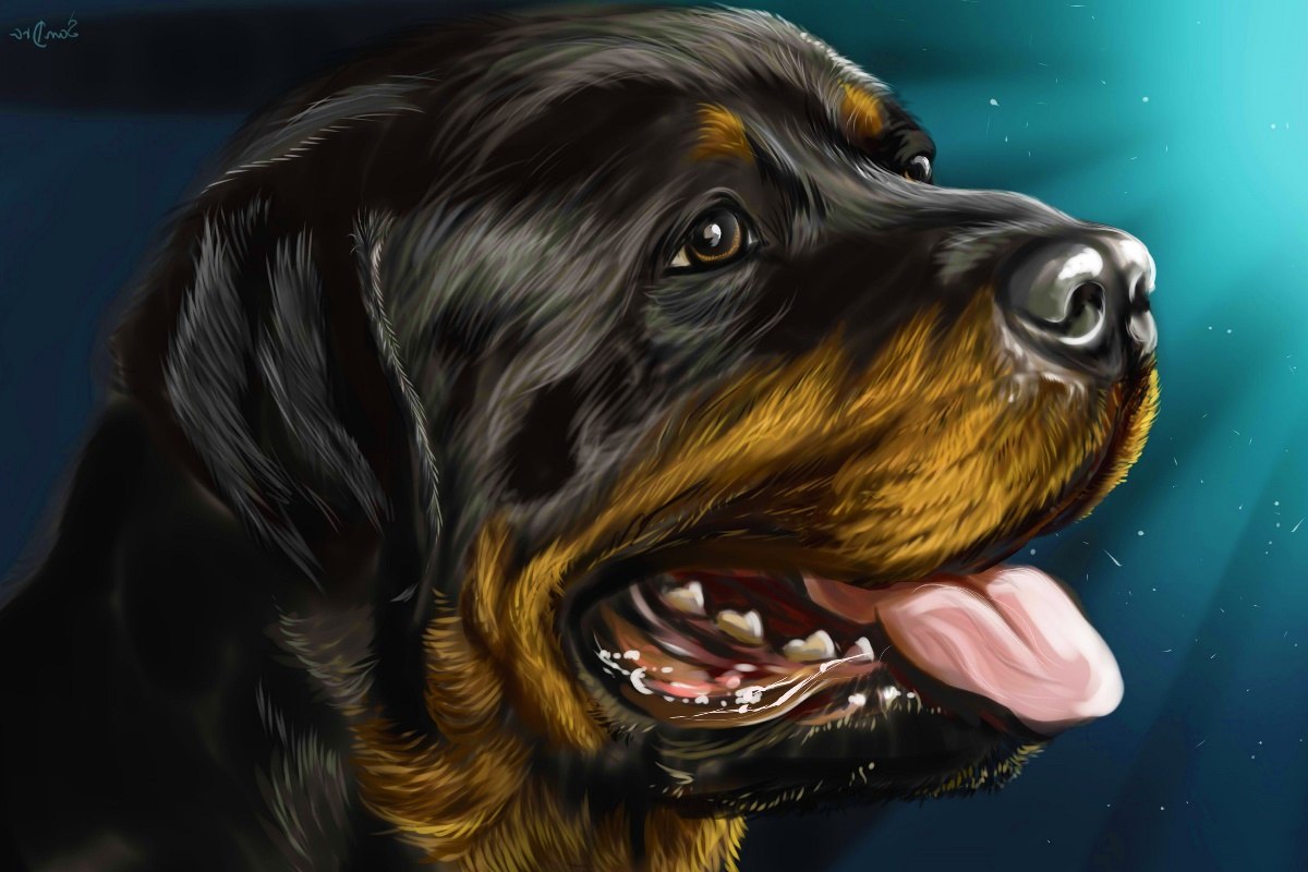 1200x800 Rottweiler Rottweiler Dog Animal Closeup Portrait Art Mb109 Living - Rottweiler Painting