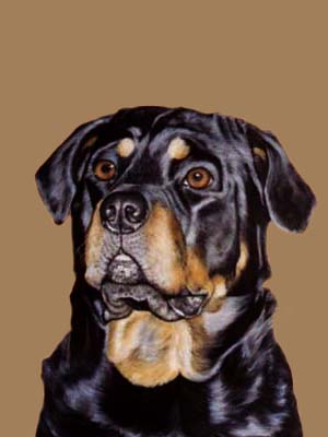 300x400 Dog Portraits Rottweiler Painting In Oils By Isabel Clark, Pet - Rottweiler Painting