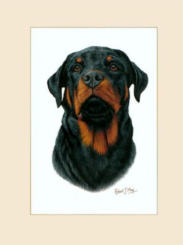 372x497 Original Rottweiler Painting - Rottweiler Painting