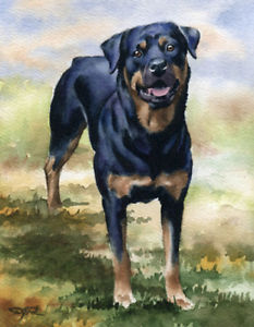 233x300 Rottweiler Art Print Dog Watercolor Painting 8 X 10 Signed By - Rottweiler Painting