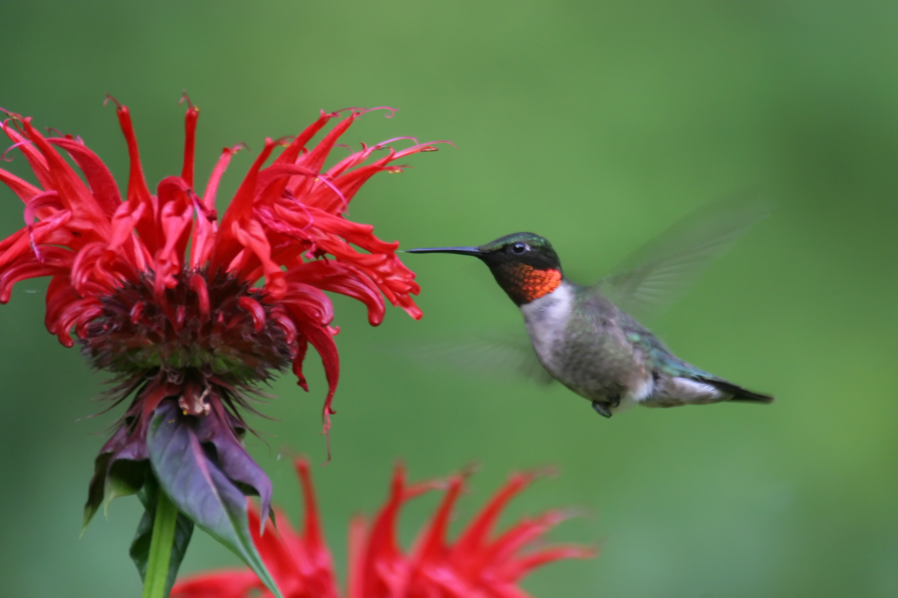 3072x2048 Interesting Facts About The Ruby Throated Hummingbird - Ruby Throated Hummingbird Painting