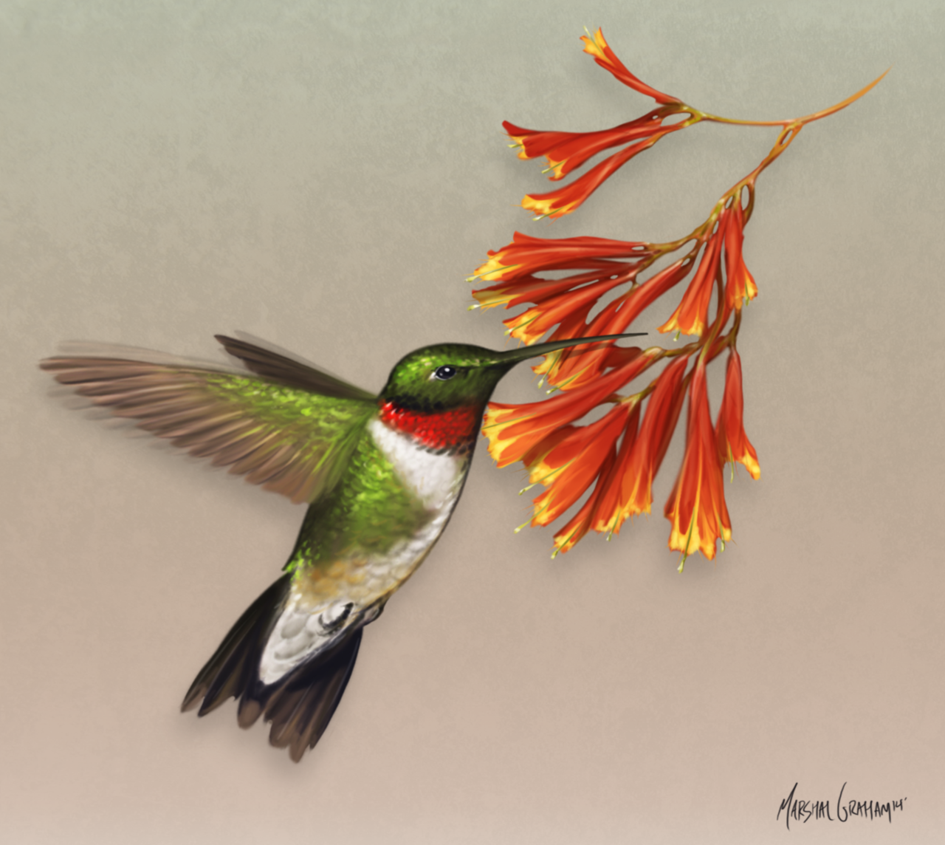 945x845 Ruby Throated Hummingbird By Marshalgraham - Ruby Throated Hummingbird Painting