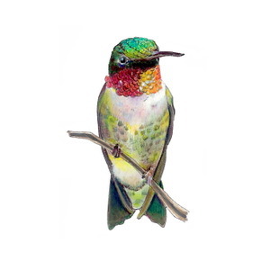 300x300 Ruby Throated Hummingbird (Archilochus Colubris) 8x10 Matted Fine - Ruby Throated Hummingbird Painting