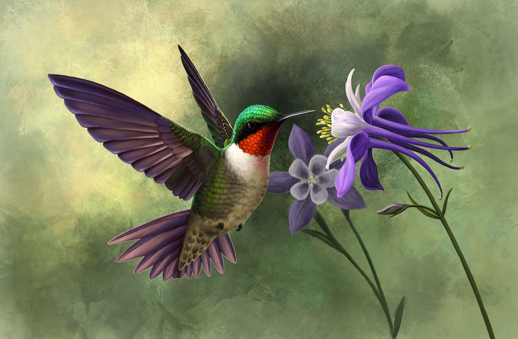 1024x671 Ruby Throated Hummingbird By Nachiii - Ruby Throated Hummingbird Painting