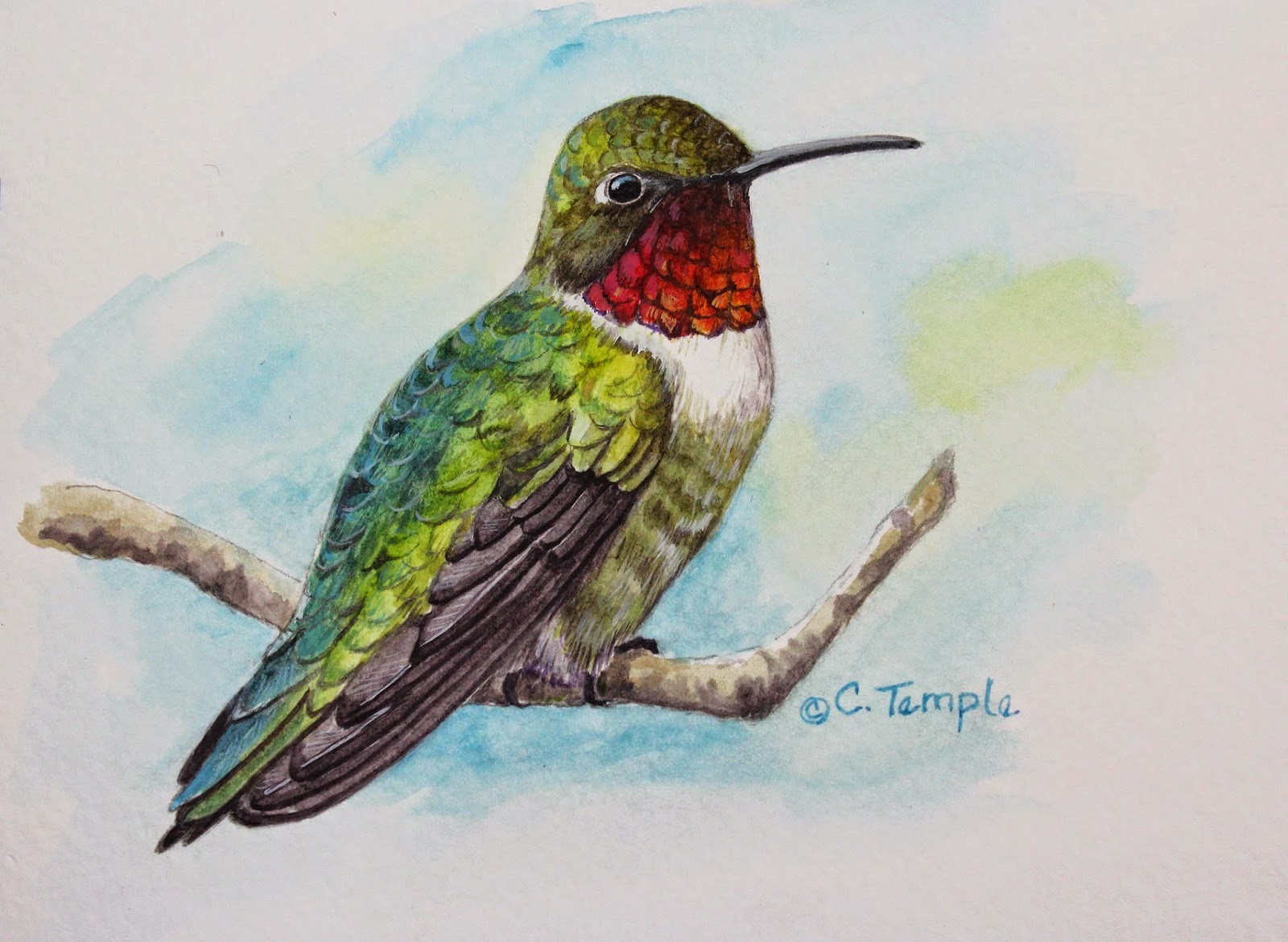 1600x1171 Catherine Temple The Hummers Are Coming! - Ruby Throated Hummingbird Painting