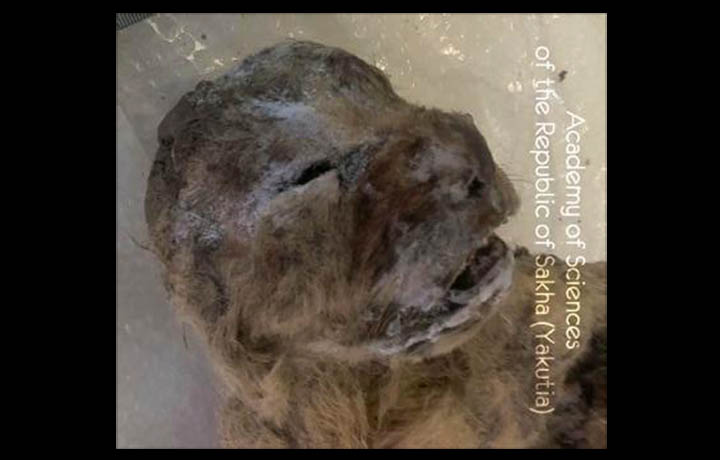 720x460 Incredible Cave Lions Found Preserved In Siberian Permafrost - Saber Tooth Tiger Cave Painting