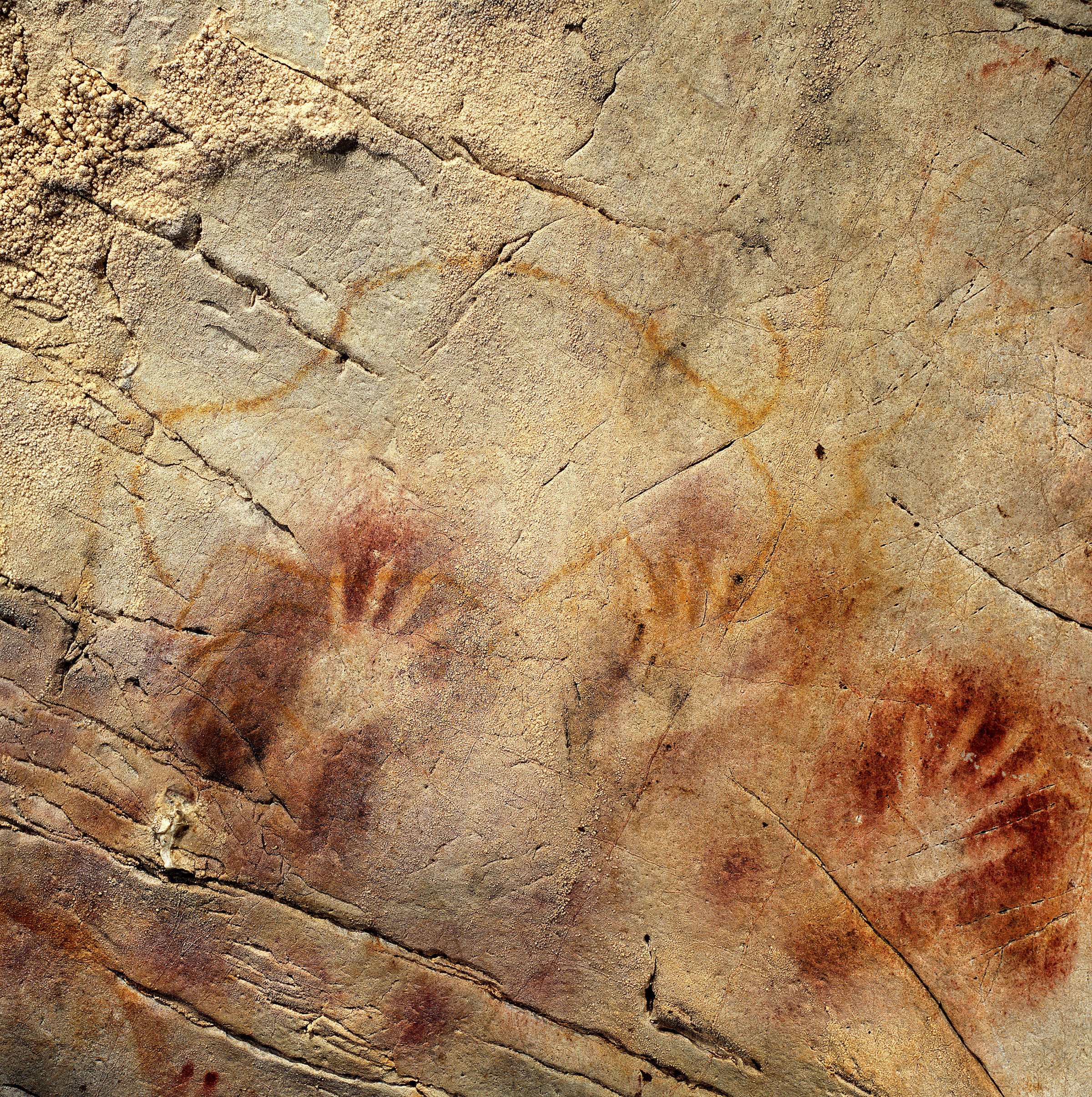 2400x2411 Oldest Cave Paintings May Be Creations Of Neandertals, Not Modern - Saber Tooth Tiger Cave Painting