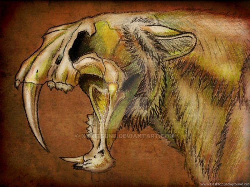 800x600 Saber Tooth Tiger By Xxkitsune On Desktop Background - Saber Tooth Tiger Painting