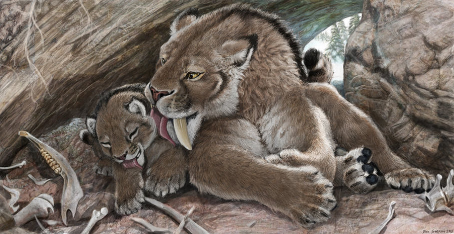 907x467 Saber Tooth Kittens Were Big Boned Howstuffworks - Saber Tooth Tiger Painting