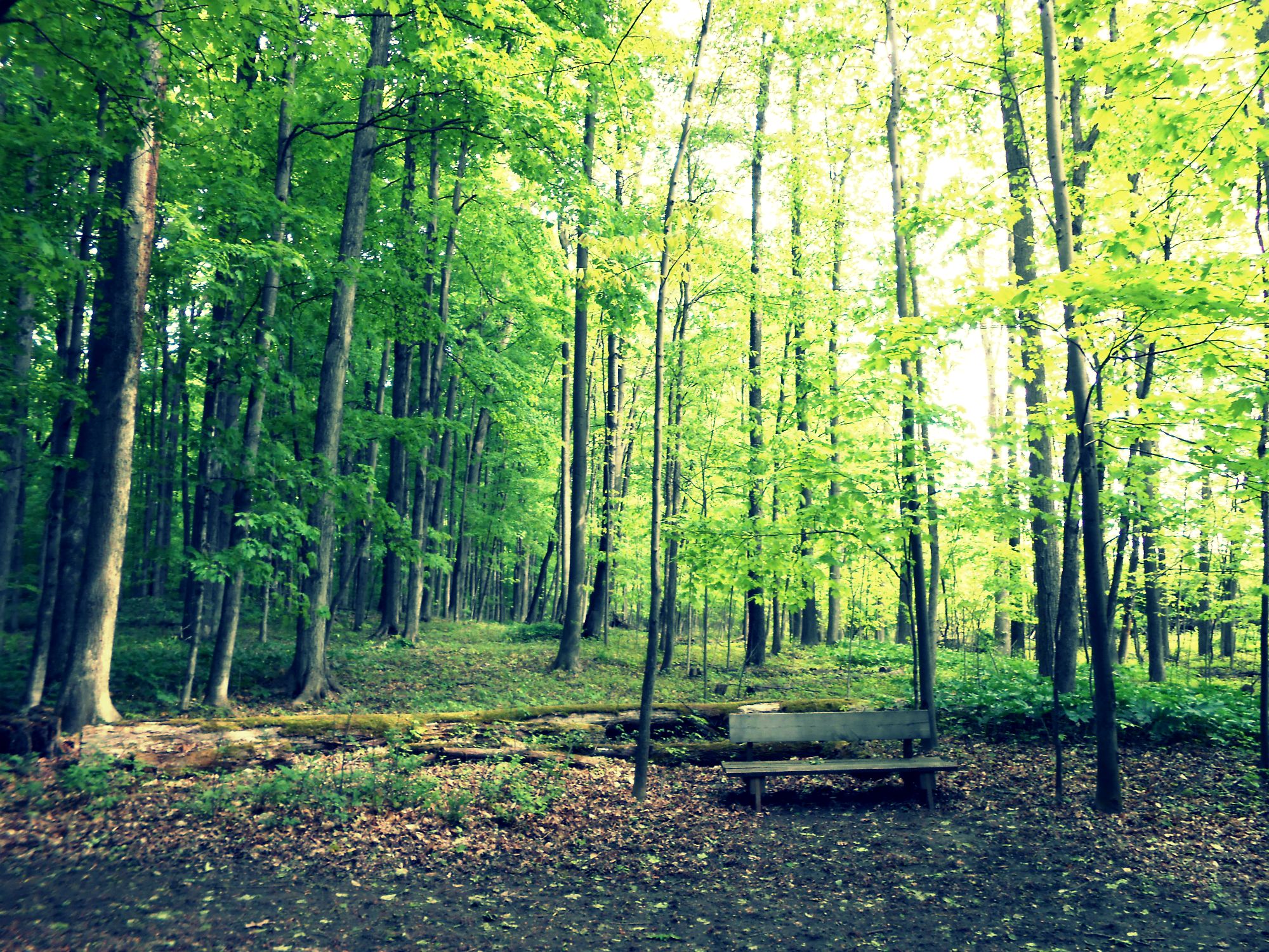 2000x1500 The Sacred Grove Sister Monica Hawkes - Sacred Grove Painting