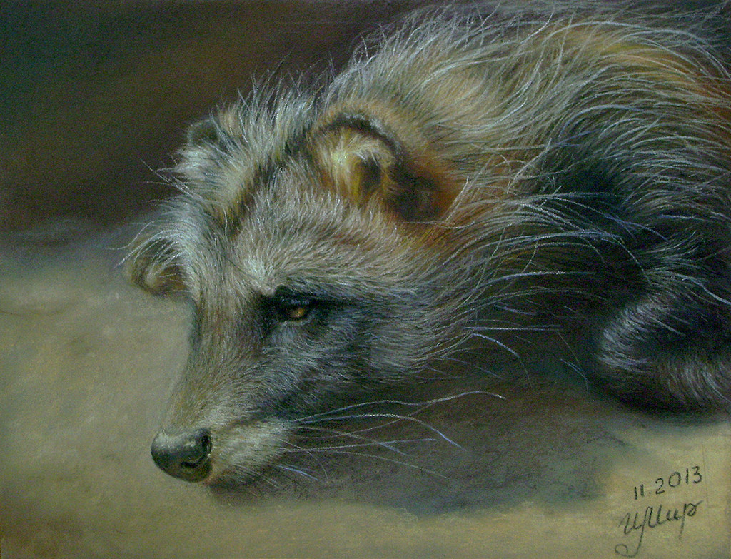 1024x783 Sad Mood Pastel Painting, 23x30 Cm (Raccoon Dog) Irina - Sad Dog Painting