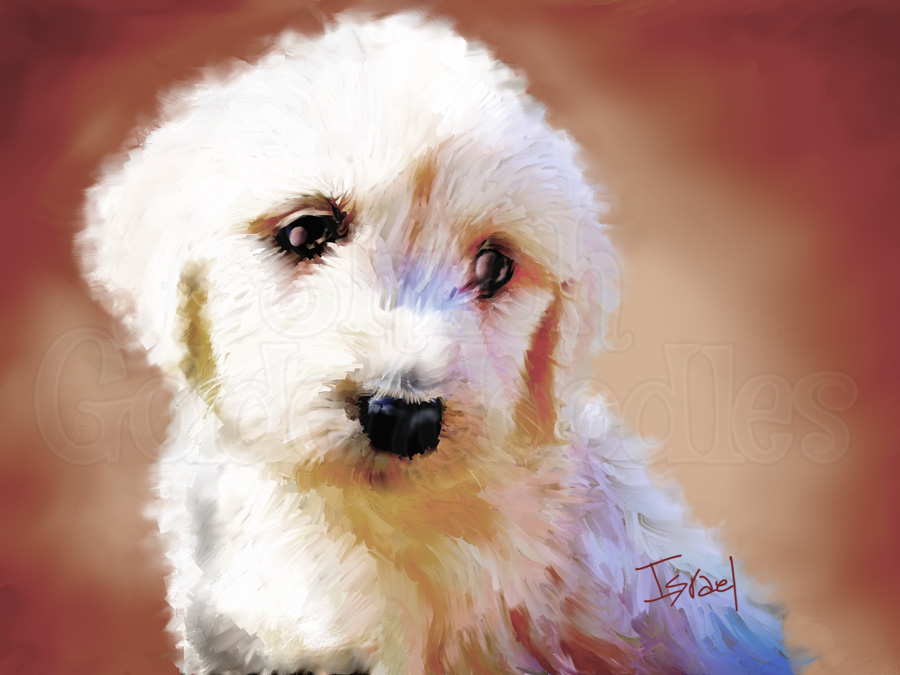 900x675 Shiloh Goldendoodles, A Small Family Run Kennel - Sad Puppy Painting