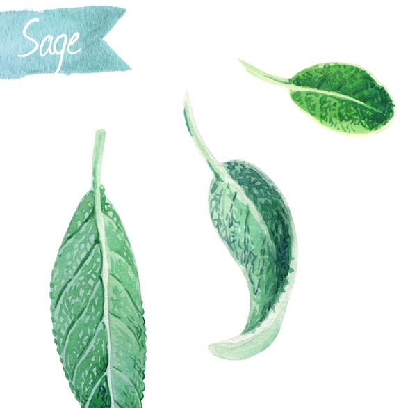 600x586 Interior Color Trends 5 Places To Use Sage Green In Your Home - Sage Painting