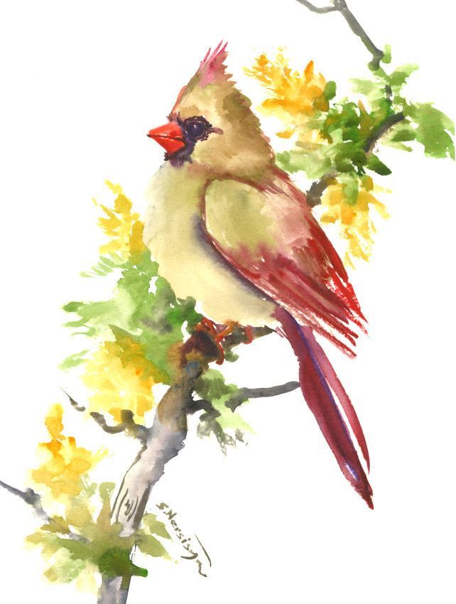 642x850 Cardinal Bird, Painting, Original Watercolor, Bird Art, Bird - Sage Painting